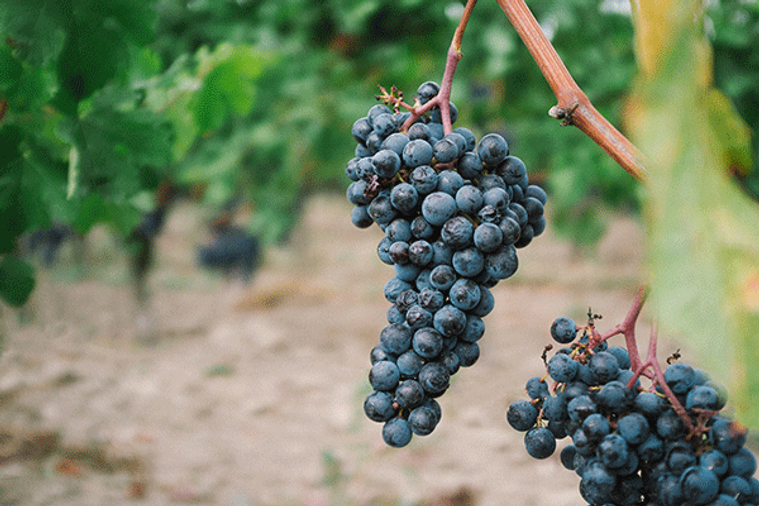 Clarins s’offre un grand cru de Saint Emilion.