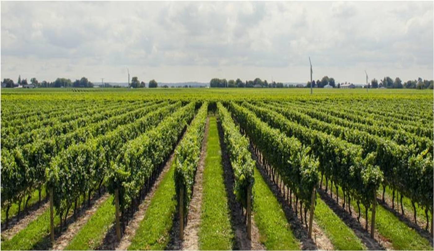 vignes champagne