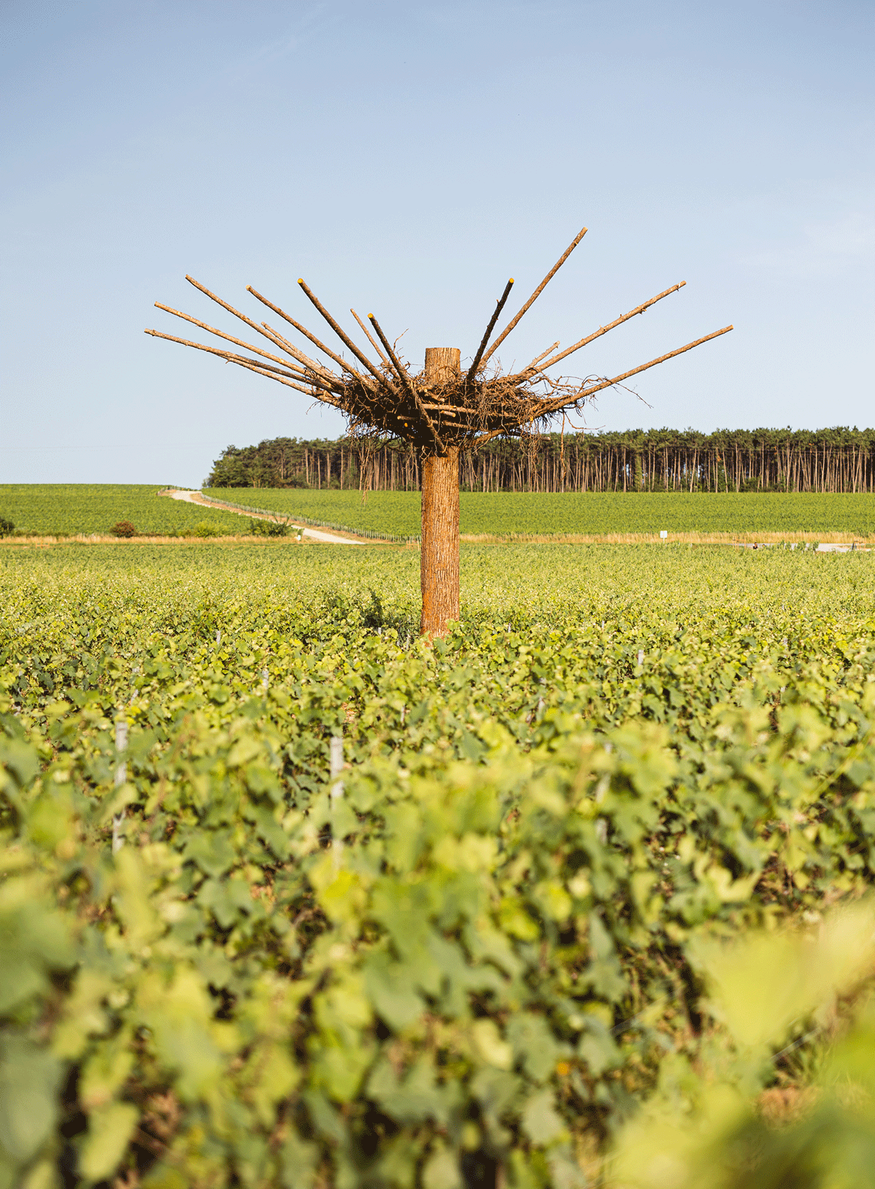 ruinart nils udo biodiversité